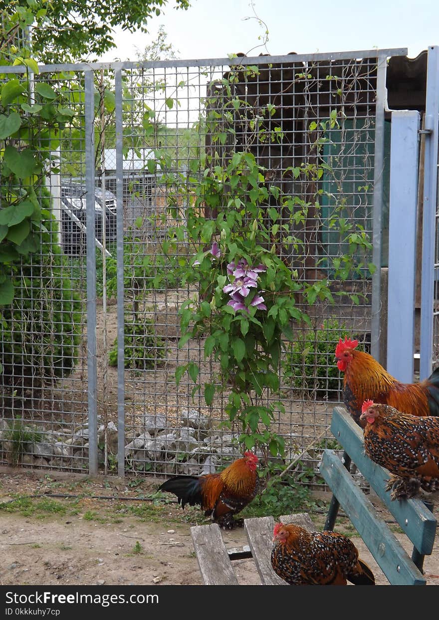 Chicken, Bird, Galliformes, Fauna