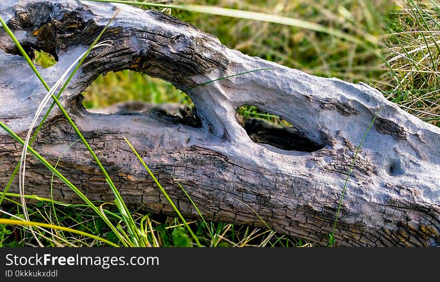 Grass, Tree, Rock, Plant