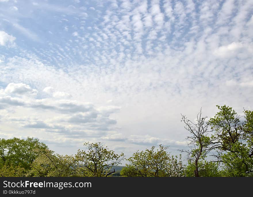 Sky, Cloud, Daytime, Tree