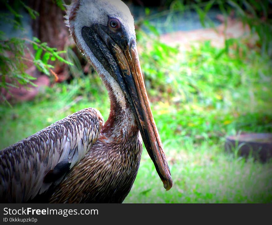 Beak, Fauna, Wildlife, Bird