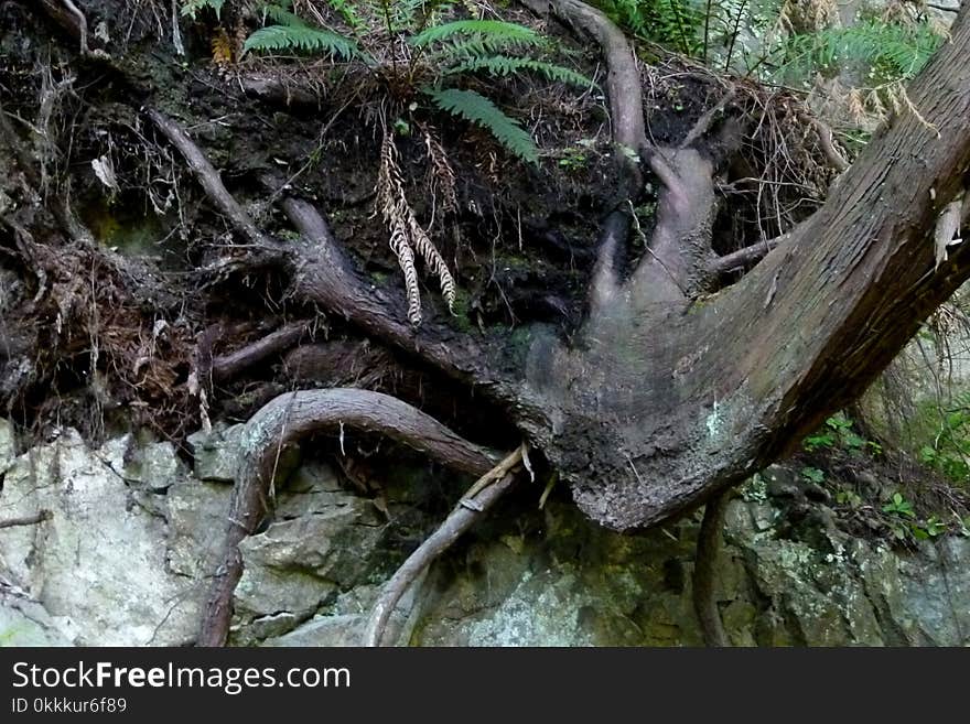 Tree, Vegetation, Nature Reserve, Plant