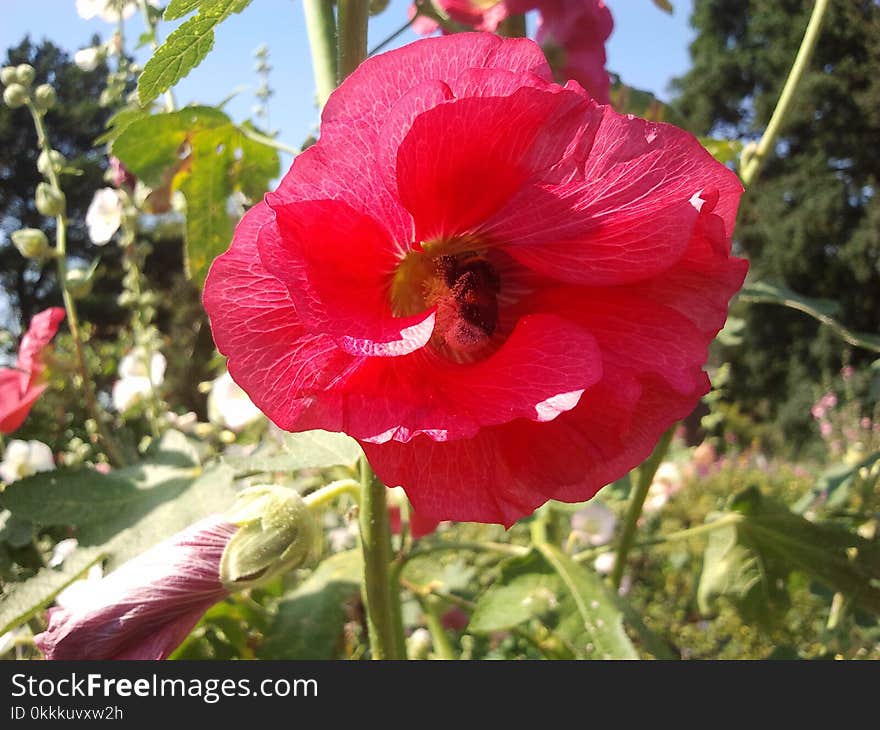 Flower, Flowering Plant, Plant, Hibiscus