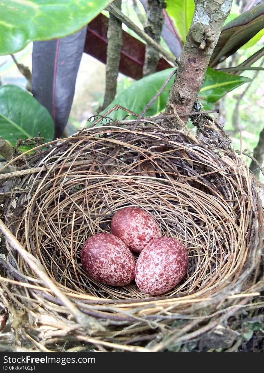 Bird Nest, Nest, Egg