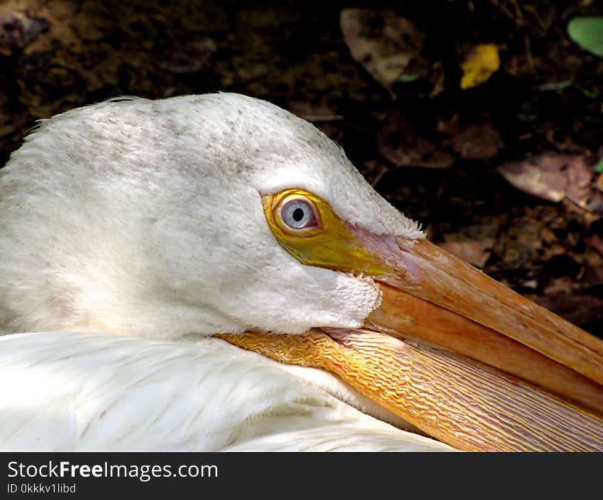 Bird, Beak, Fauna, Close Up