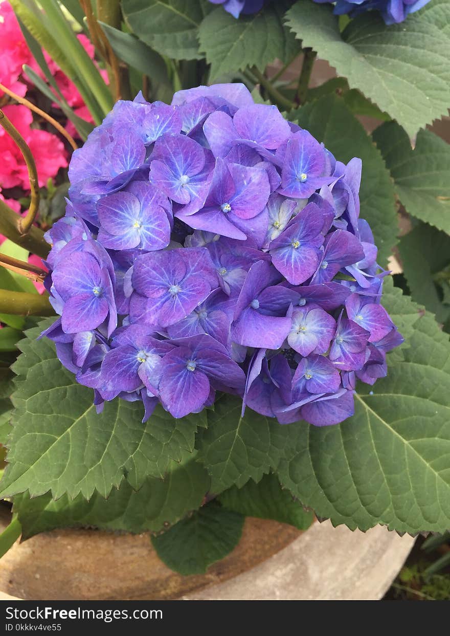 Flower, Plant, Hydrangea, Flowering Plant