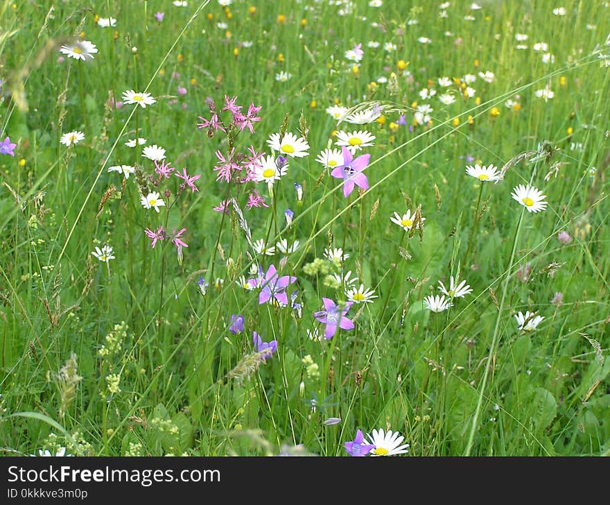 Flower, Meadow, Flora, Grass