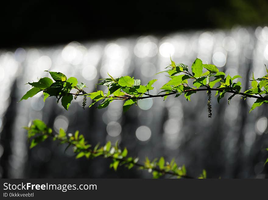 Green, Leaf, Branch, Flora