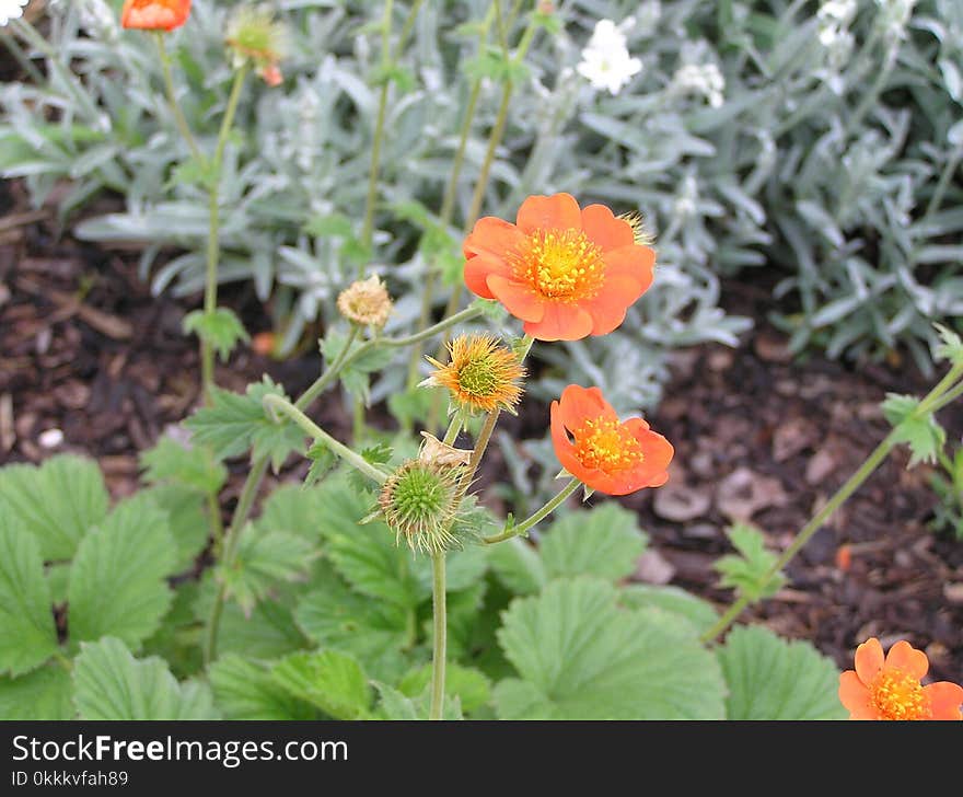 Flower, Plant, Flowering Plant, Flora