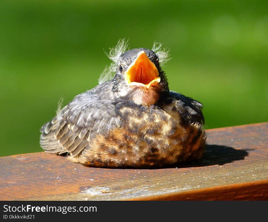 Fauna, Bird, Beak, Old World Flycatcher