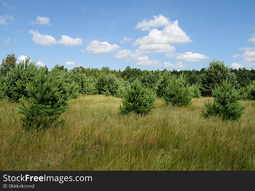 Grassland, Vegetation, Ecosystem, Prairie