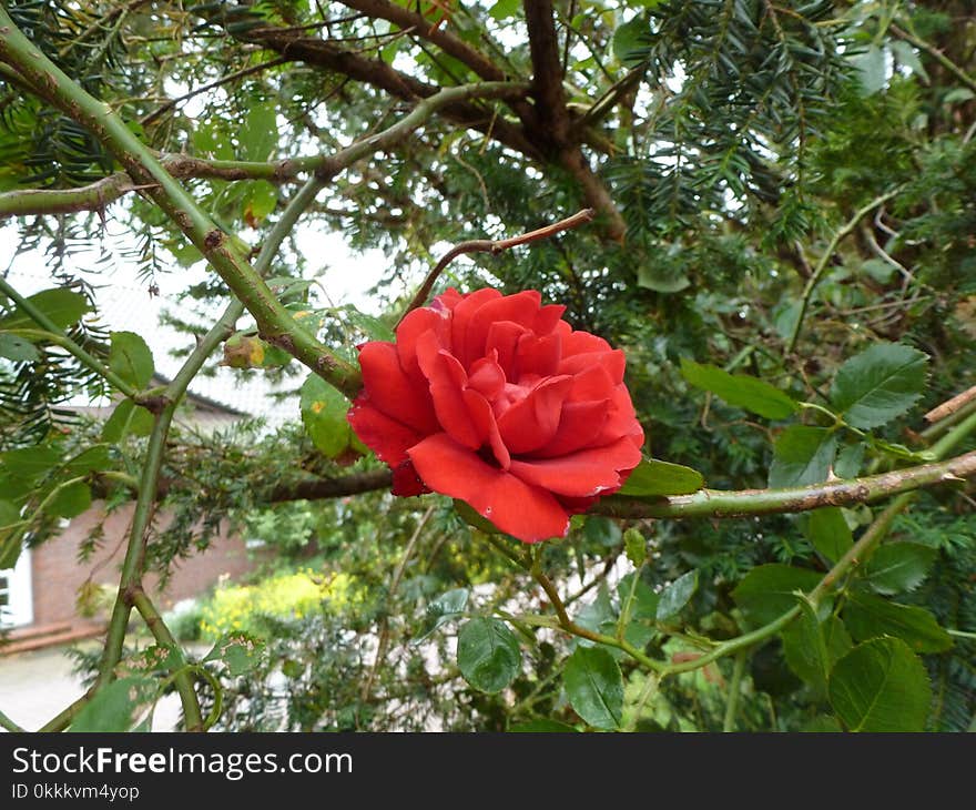 Plant, Flower, Flowering Plant, Rose Family