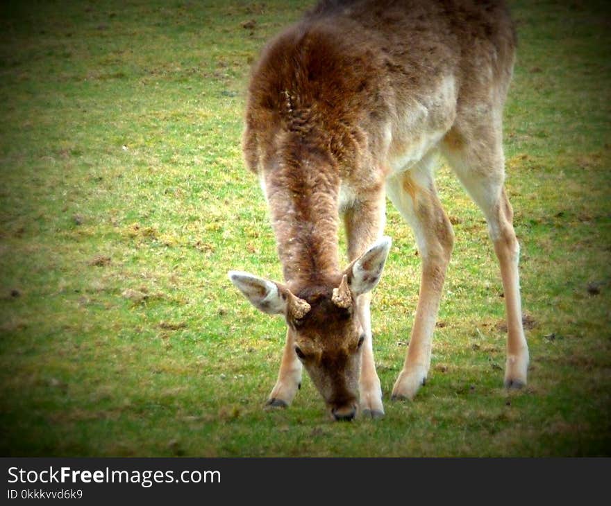 Wildlife, Fauna, Grass, Grazing