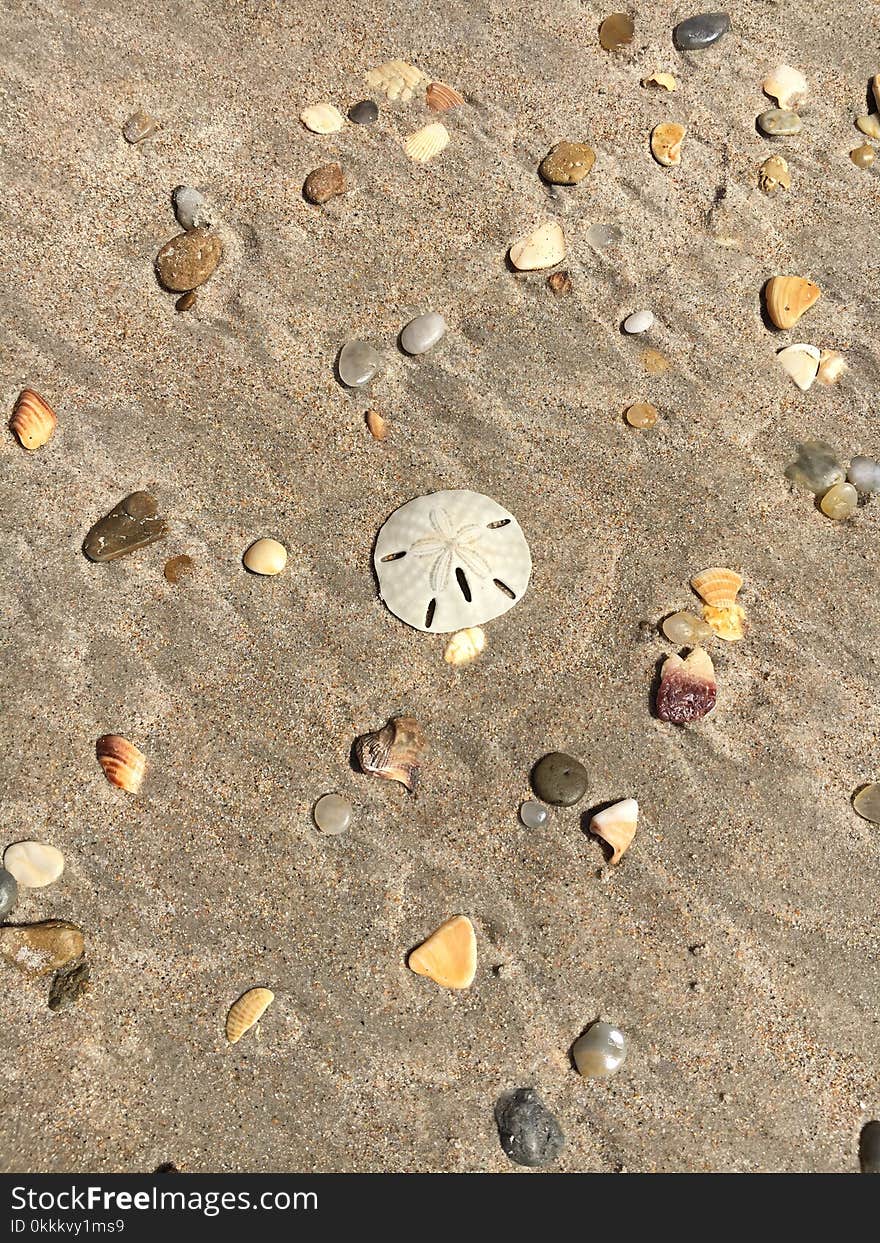 Sand, Seashell, Material, Pebble