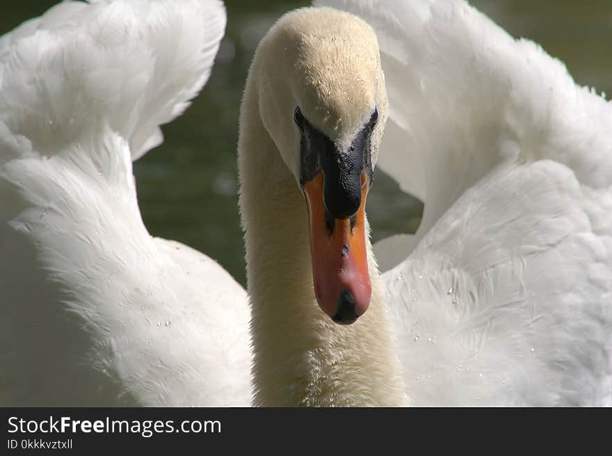 Swan, Beak, Bird, Water Bird