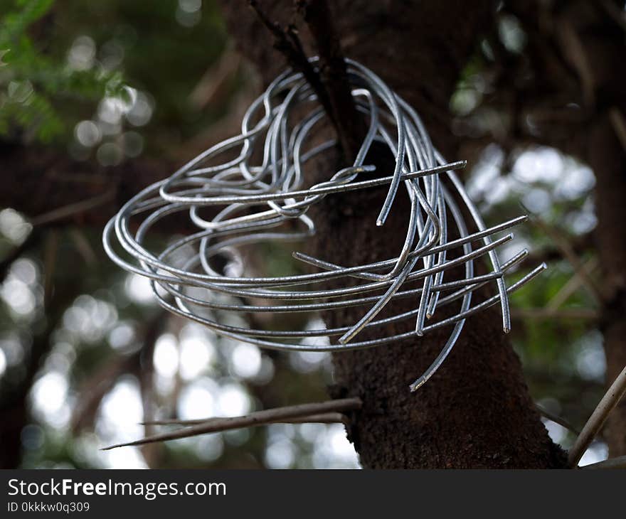 Tree, Branch, Plant, Twig