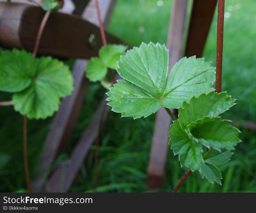 Leaf, Plant, Herb, Plant Stem