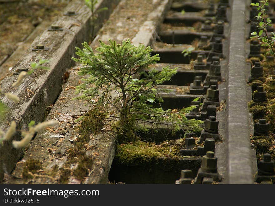 Water, Plant, Tree, Moss