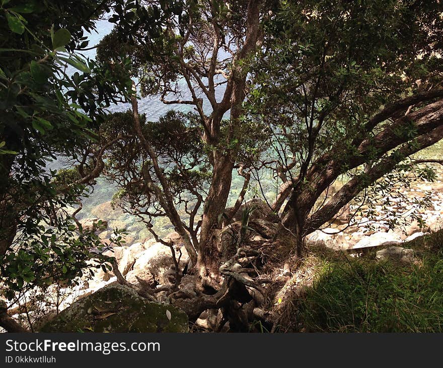 Tree, Vegetation, Plant, Woody Plant