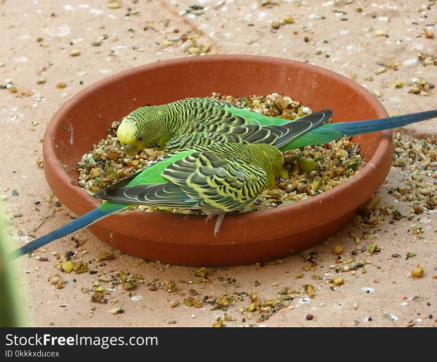 Common Pet Parakeet, Bird, Parakeet, Fauna