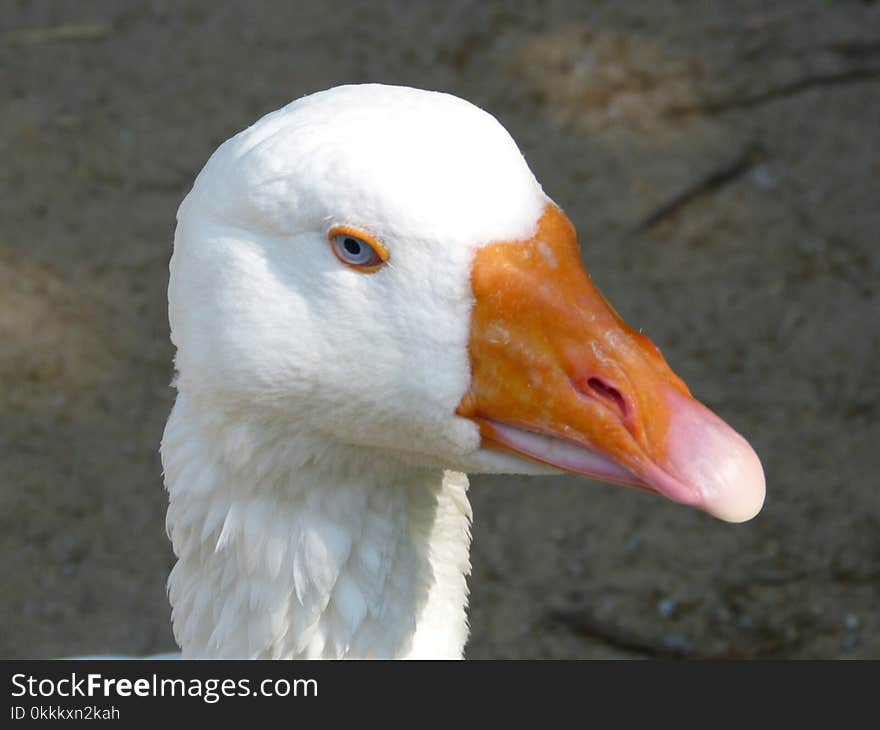 Bird, Beak, Water Bird, Fauna