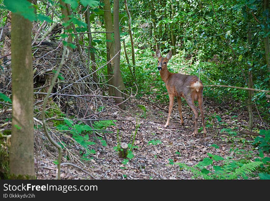 Wildlife, Deer, Fauna, Nature Reserve