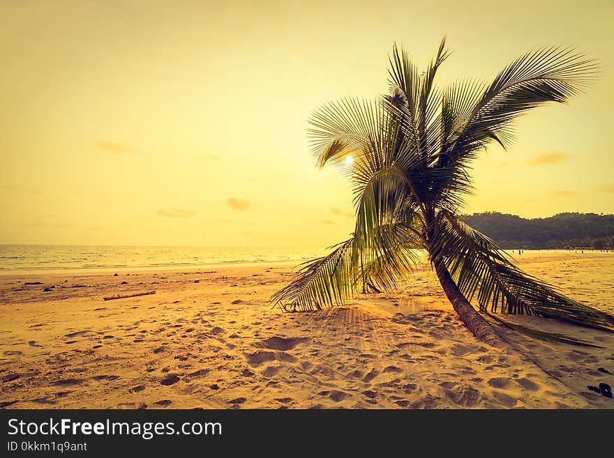 Beautiful tropical beach and sea with coconut palm tree in paradise island at sunset time