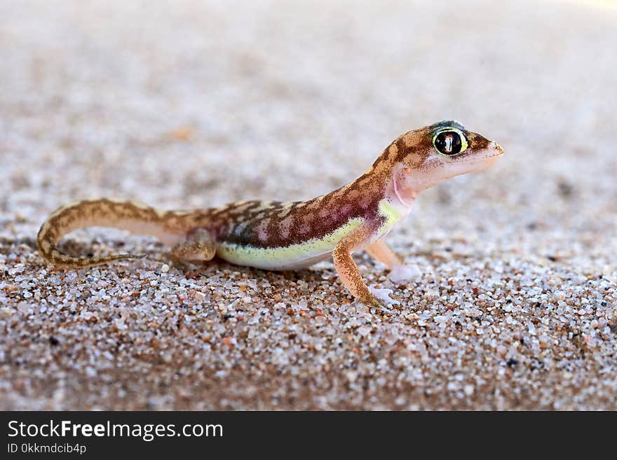 The Namib sand gecko or web-footed gecko Pachydactylus rangei photographed in the Dorob National Park, Namibia. The Namib sand gecko or web-footed gecko Pachydactylus rangei photographed in the Dorob National Park, Namibia