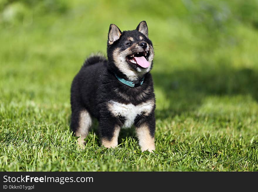 Shiba Inu Pup Sunbathing In The Summer Garden