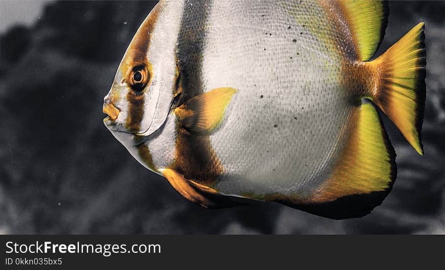 Coral reef fish; duo tone. Coral reef fish; duo tone