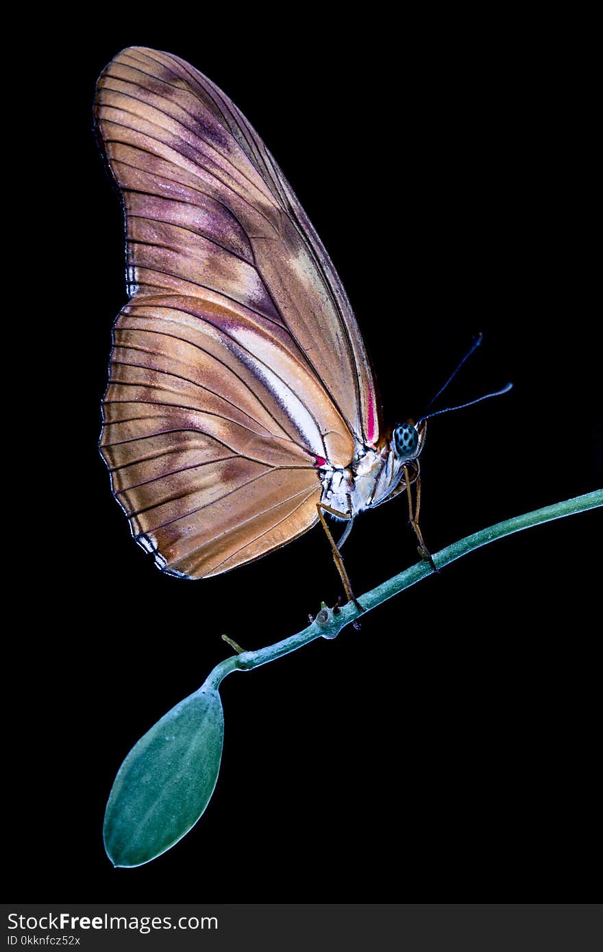 Colorful tropical butterfly closeup on green tree branch with dark background