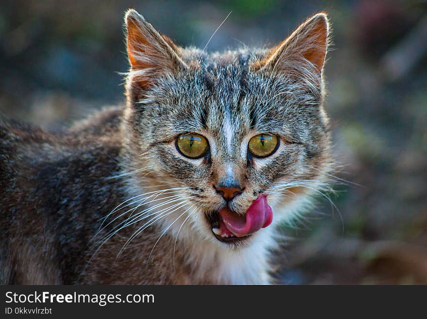 Grey yard cat. Street cats are one of the most common Pets. They are unpretentious, well caught mice and other small rodents. Cats are beauty, grace, soft fur and expressive eyes.