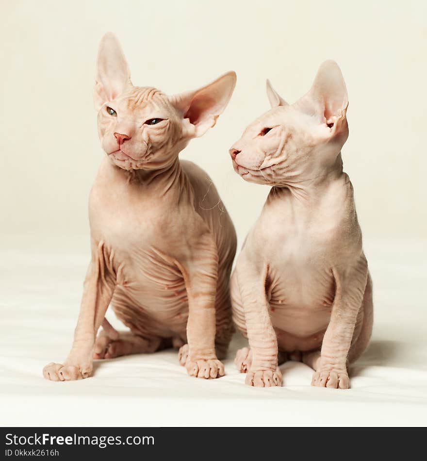 Kittens Don Sphynx On Light Background