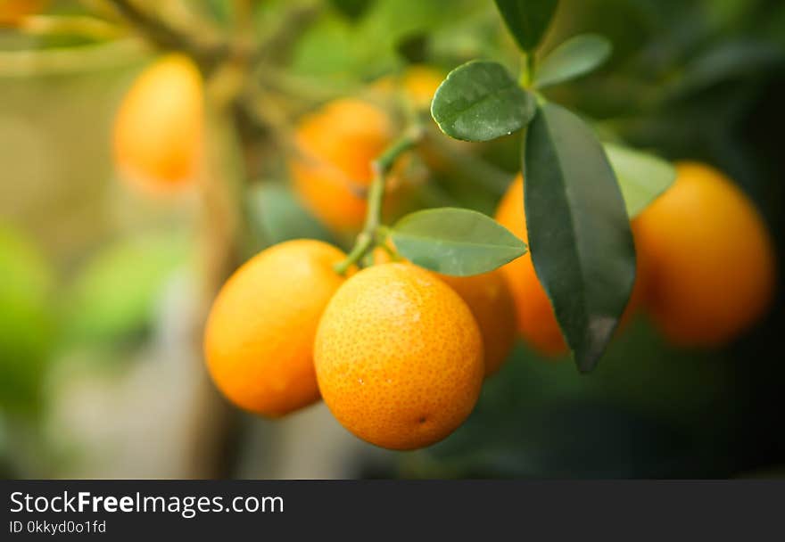 Kumquat Citrus Orange fruits on tree