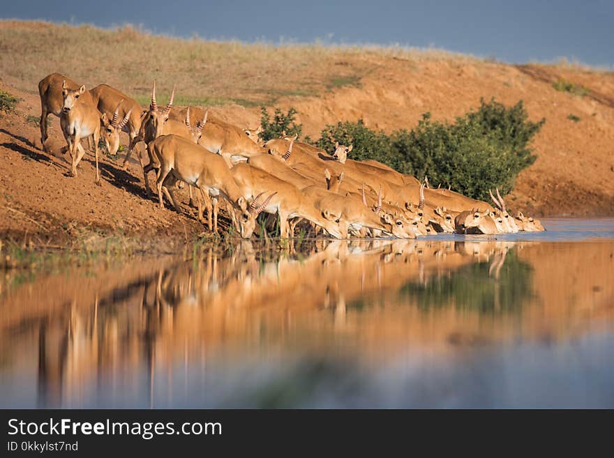 Saiga tatarica, Chyornye Zemli Black Lands Nature Reserve, Kalmykia region, Russia.