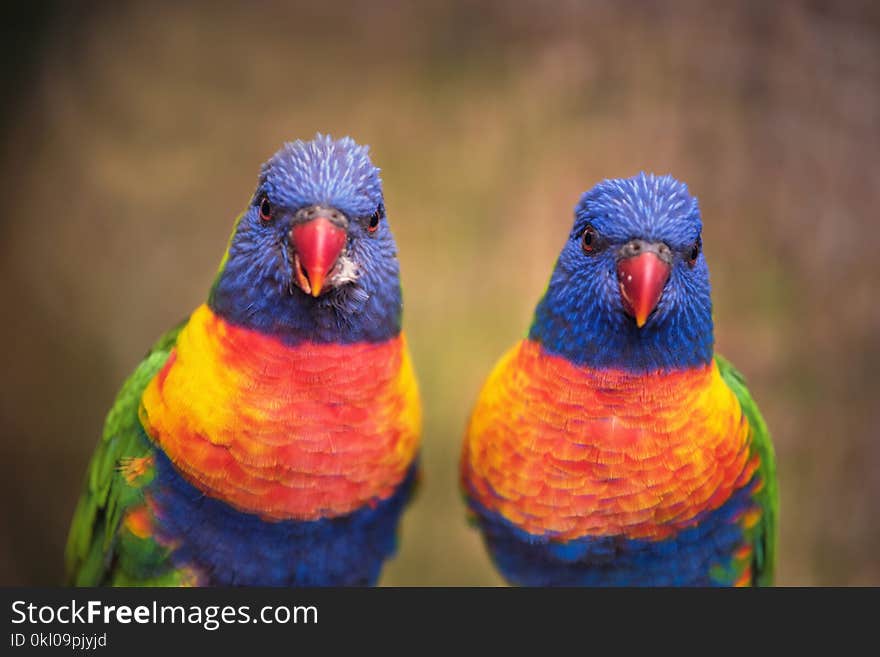 Rainbow lorikeet. Exotic bird. Vivid colors.