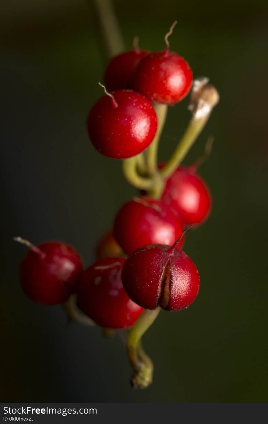 Delicious Healthy Ripe Red Organic Bunch Of Berries Close Up View