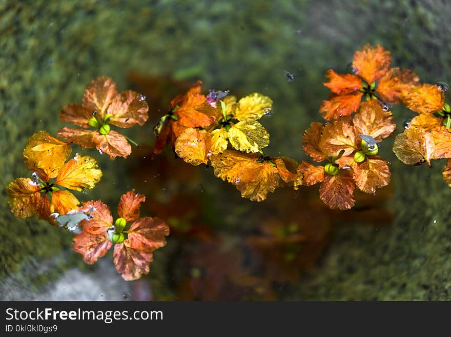 Fresh flowers floating on water in a large stone basin