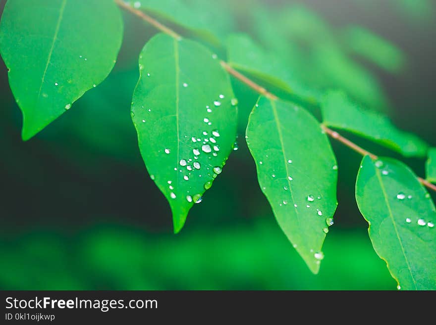 Closeup. Beautiful fresh green leaves texture with drop of dew in morning after rain. Serenity green nature background. Shallow depth of field dof, selective focus. Closeup. Beautiful fresh green leaves texture with drop of dew in morning after rain. Serenity green nature background. Shallow depth of field dof, selective focus.