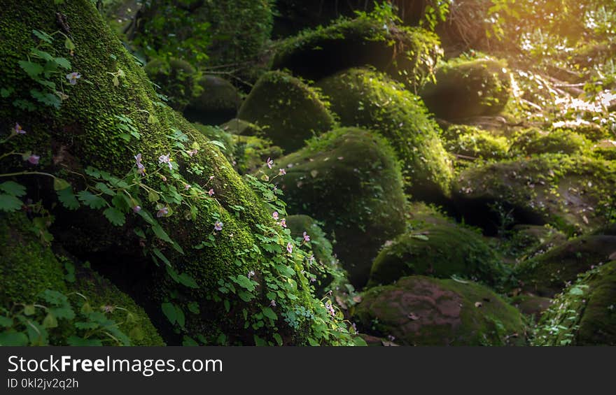 Fresh pink flowers in the deep forest on mountain