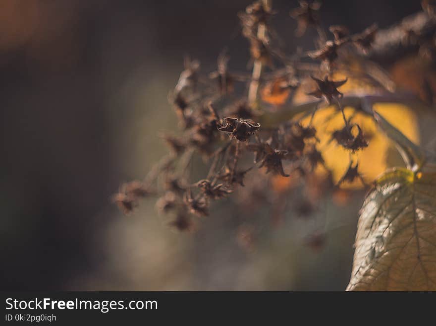 Shallow Photo of Dry Leaves