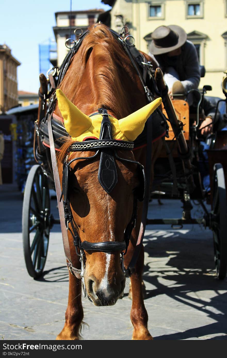 Brown Horse With Carriage