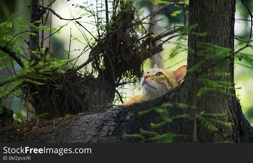 Yellow Kitten on Brown Trees