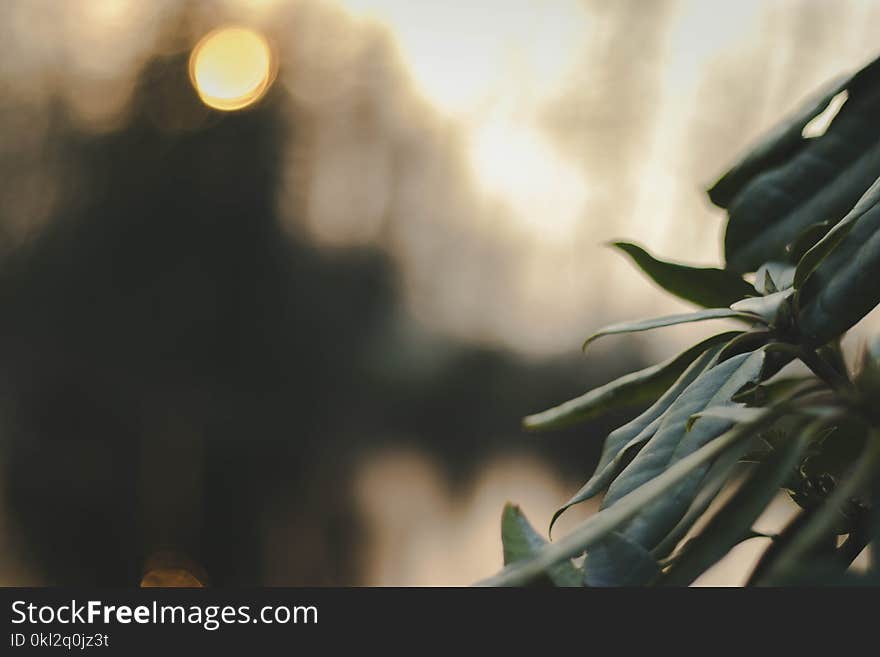 Selective Focus Photography of Green Leaves