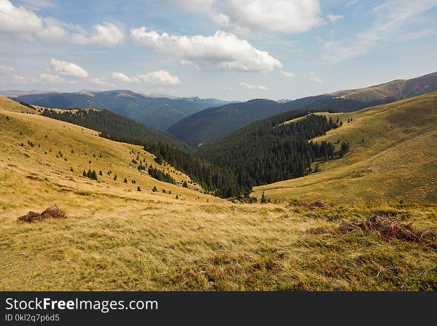 Green Pine Trees Under Blue Sky