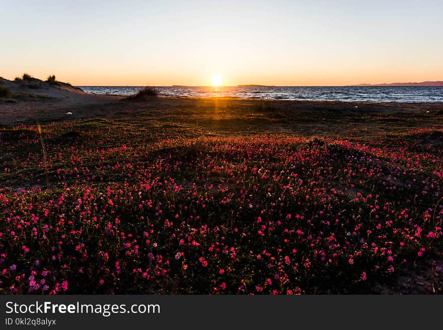 Photography of Flower Field Near Sea