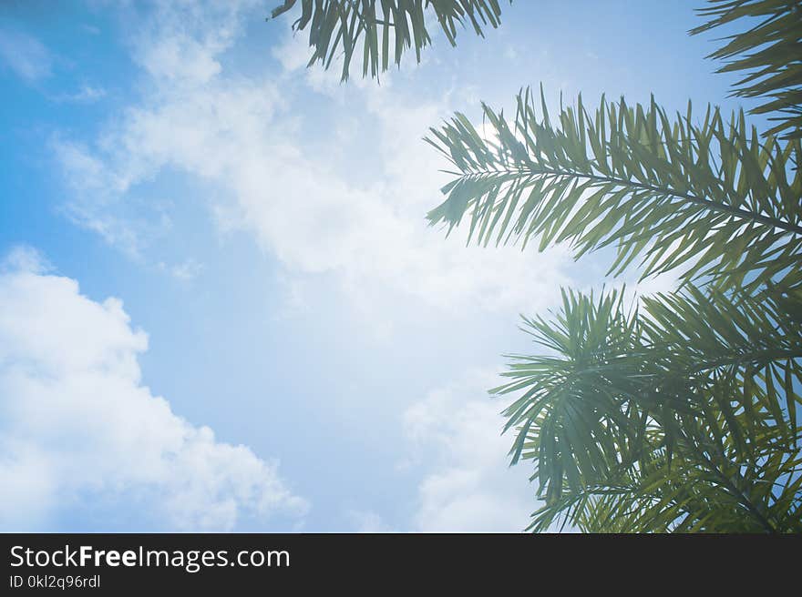 Low Angle Photo of Palm Leaves