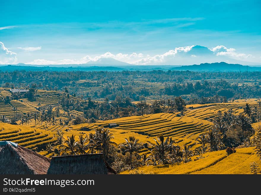 Rice Terraces