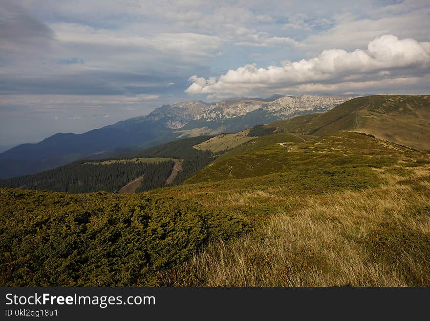 Green Mountain Grass