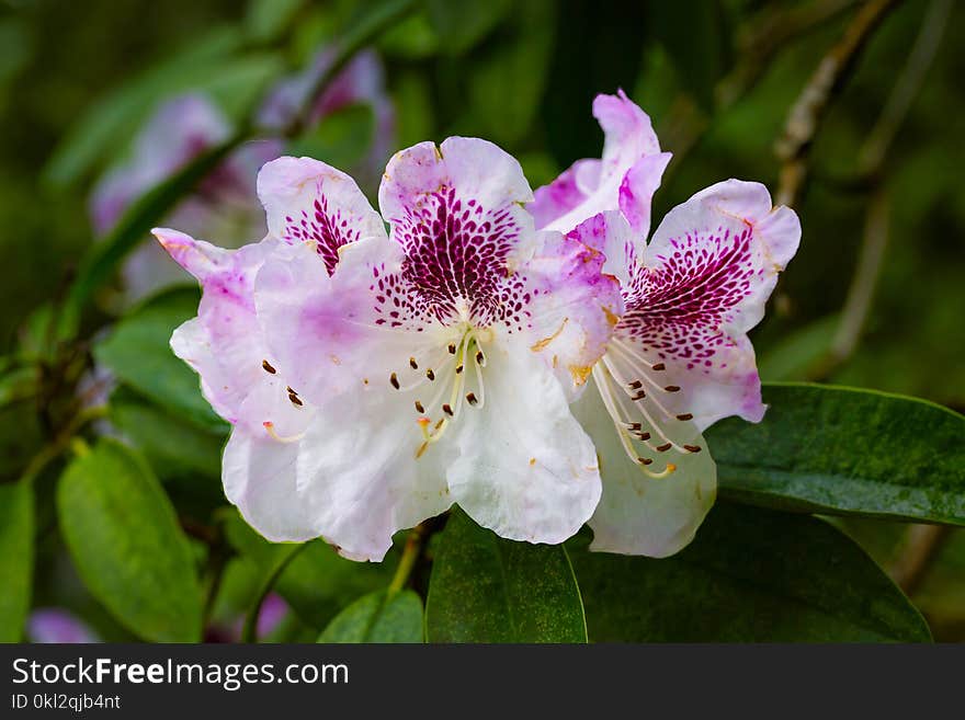 Pink and White Petaled Flower