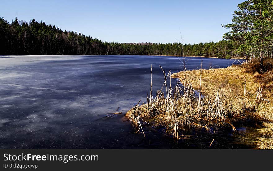 Immobilized Pond and Trees